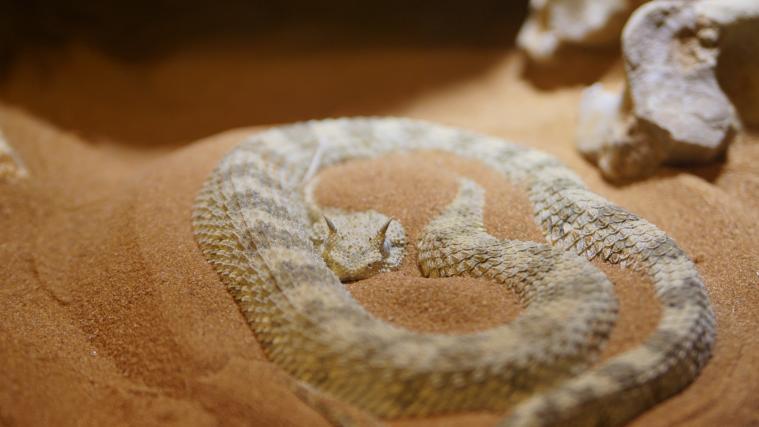 Österreicher wurde beim Füttern seiner Hornviper tödlich gebissen.