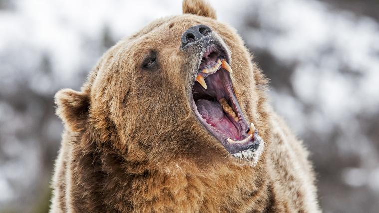 (Symbolbild) Ein 42-Jähriger wurde am heutigen Mittwoch von einem Bär in einem sibirischen Naturpark getötet.
