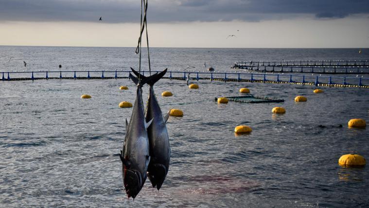 Verbraucher reicher Länder müssten Fisch als Delikatesse betrachten und weniger essen, fordern Umweltschützer.