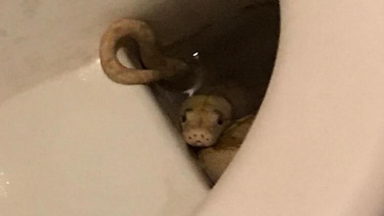Was für ein Schock! Diese Python hatte sich über die Kanalisation in die Toilette der Nachbarwohnung geschlängelt.