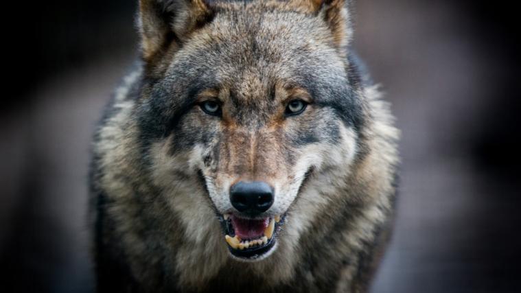 Welcher Wolf ist ein Problemwolf? Darüber soll auch entscheiden, wie häufig er Nutztiere anfällt.