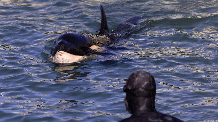 Der kleine Baby-Orca wird täglich gefüttert und ist in stabilem Zustand.