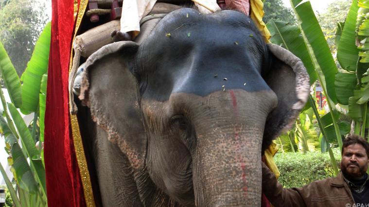 Elefanten darf man in Sri Lanka nur mehr nüchtern reiten.