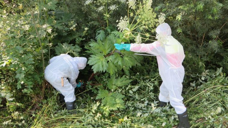 Mit Gummihandschuhen und Schutzkleidung schneiden die Förster die gefährlichen Stauden ab.