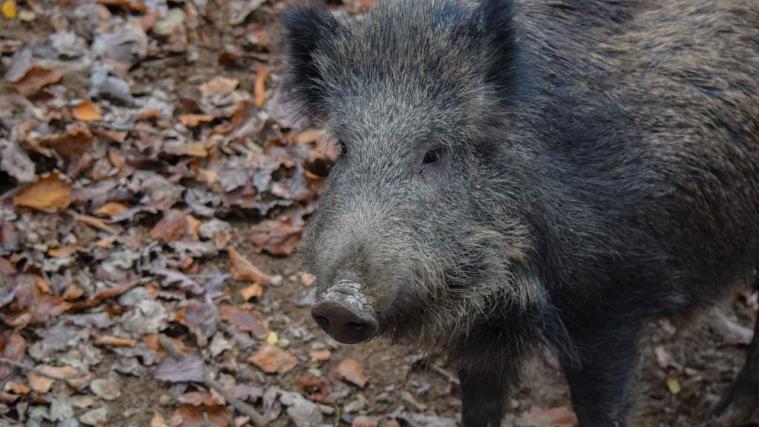 Das Wildschwein traf den Jäger am Bein: Er verblutete.