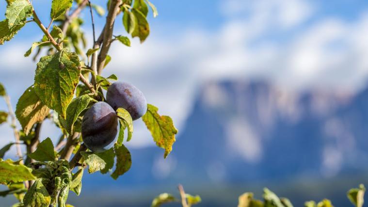 Genusswochen vom 4. bis 19. September 2021