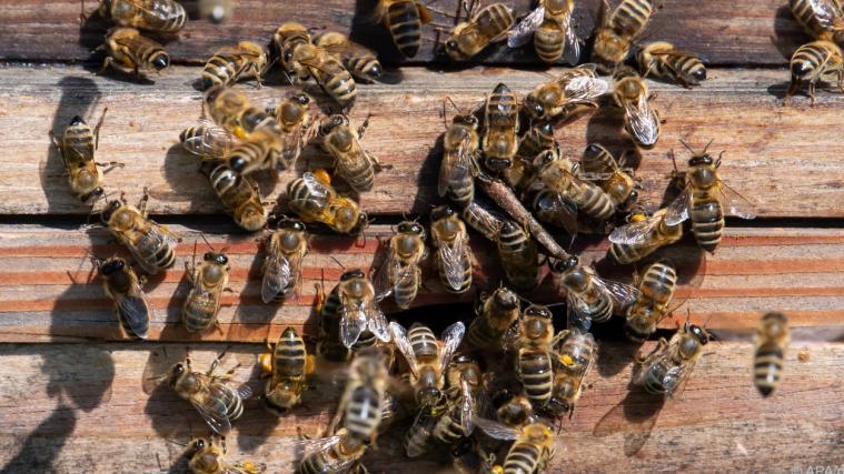In vielen Bienenstöcken musste künstlich zugefüttert werden.