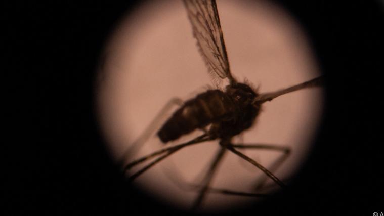 WHO-Experten prüfen am heutigen Mittwoch den neuen Impfstoff gegen Malaria.