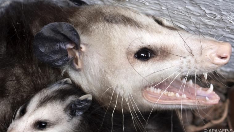Ein Possum beschützt sein Junges.
