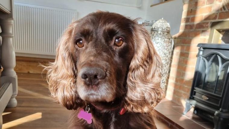 Hündin Cassie kehrte nach 8 Jahren zu ihren Besitzern zurück.