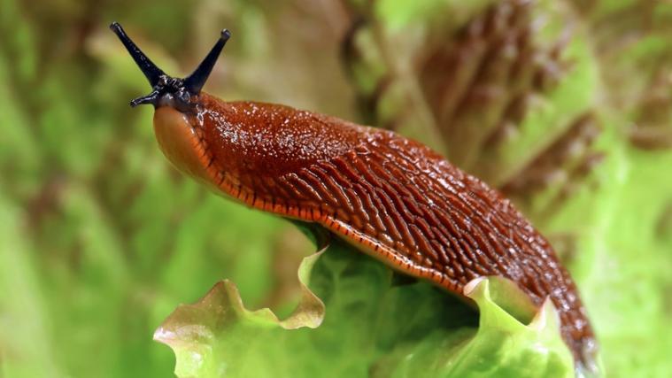 Superschnecke lässt Gärtner verzweifeln in diesem Jahr besonders