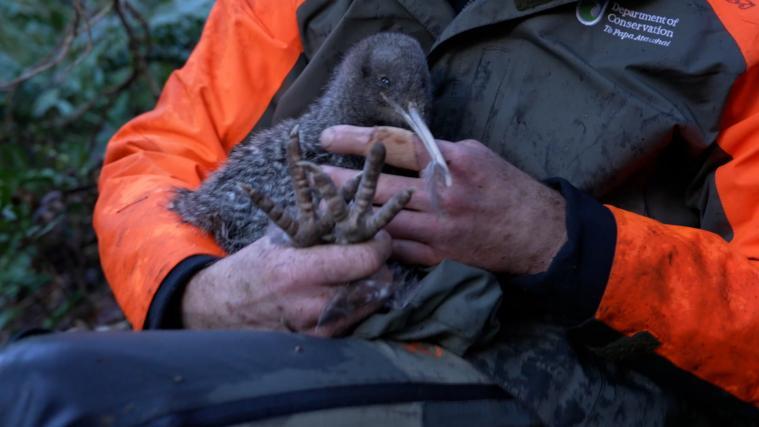 Erstmals seit 1978: Kiwi Pukupuku auf neuseeländischer Hauptinsel entdeckt