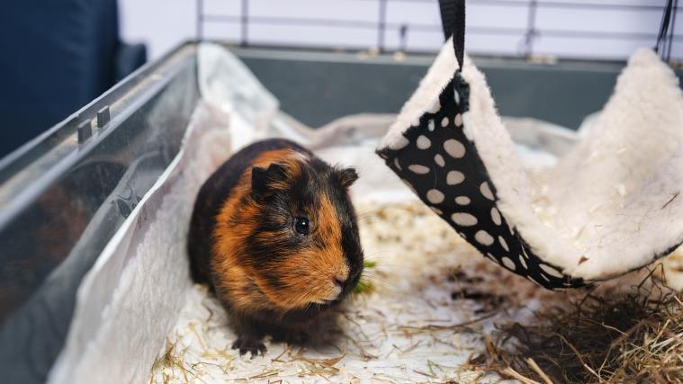 Da freut sich Ihr Meerschweinchen